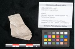 Foto (Objekt + Etikett) von Dictyopteris brongniarti Gutb. (NHMW-GEO-2024-0188-10769)